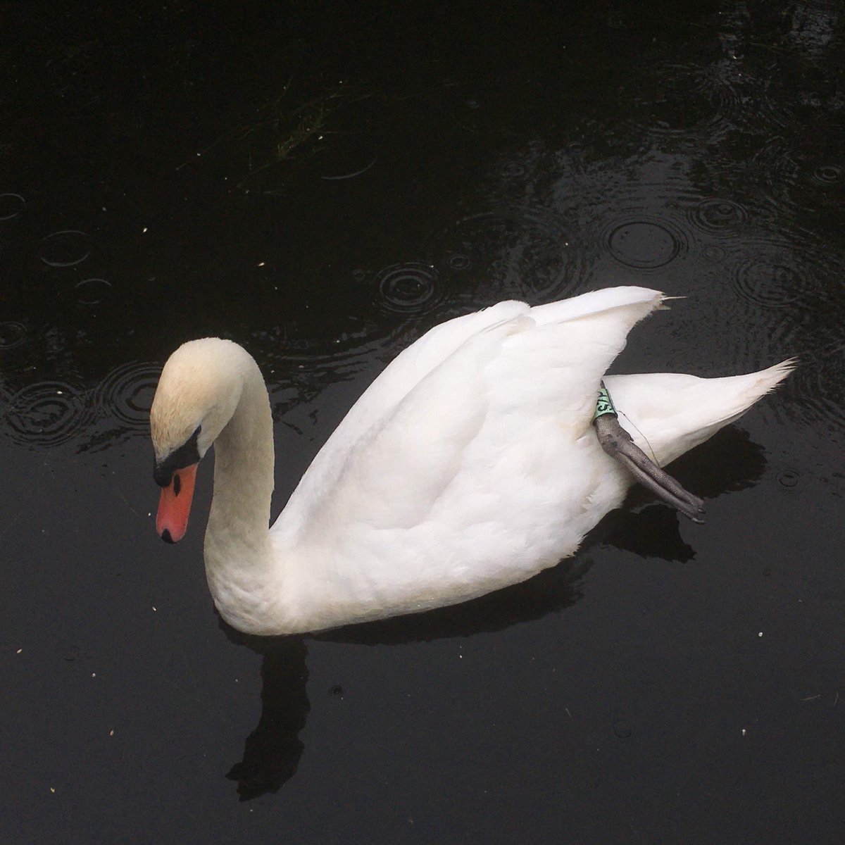 In memoriam. Penelope, light green ring SZP, metal ring W35189, 2013-2022❤️🦢

#UnionCanalSwans 

instagram.com/p/Co29VjGoQJp/…
