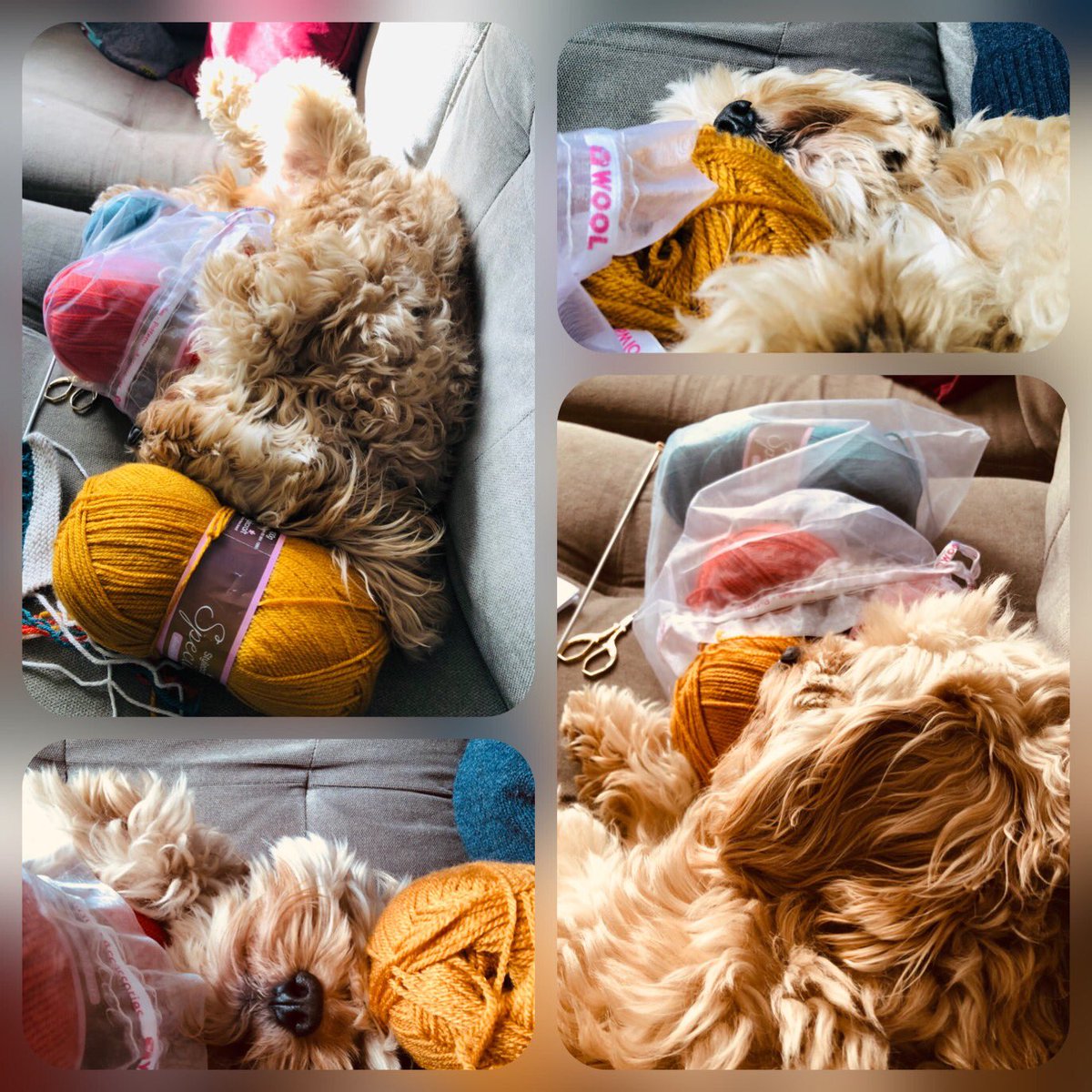 Charlie Cropp tweet media