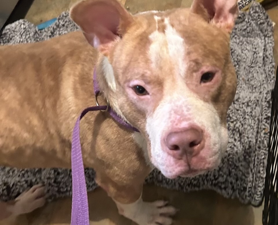 PoundHoundsResQ's tweet photo. We're so happy more Rocky R's photos are available. His foster mom is a little under the weather but she knows how important it is to show #freedompics. Rocky's doing well and learning how to take treats gently. https://t.co/FsAIoWzMBl
