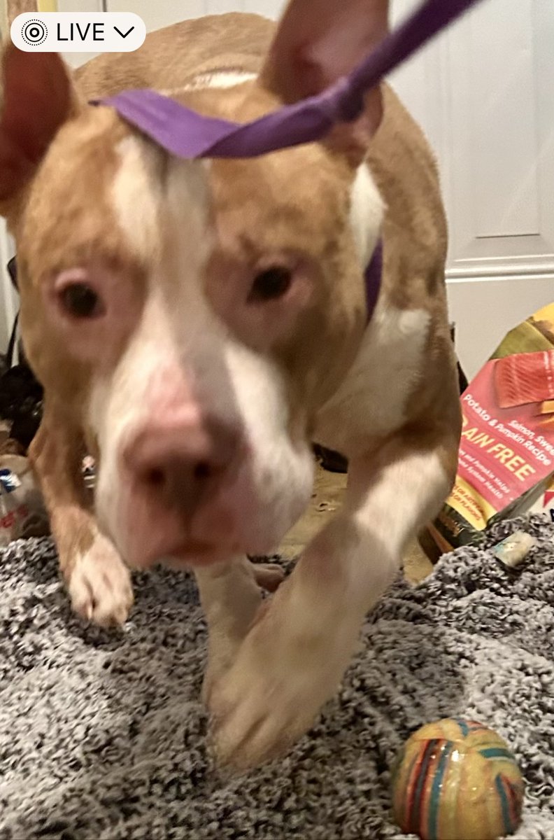 PoundHoundsResQ's tweet photo. We're so happy more Rocky R's photos are available. His foster mom is a little under the weather but she knows how important it is to show #freedompics. Rocky's doing well and learning how to take treats gently. https://t.co/FsAIoWzMBl