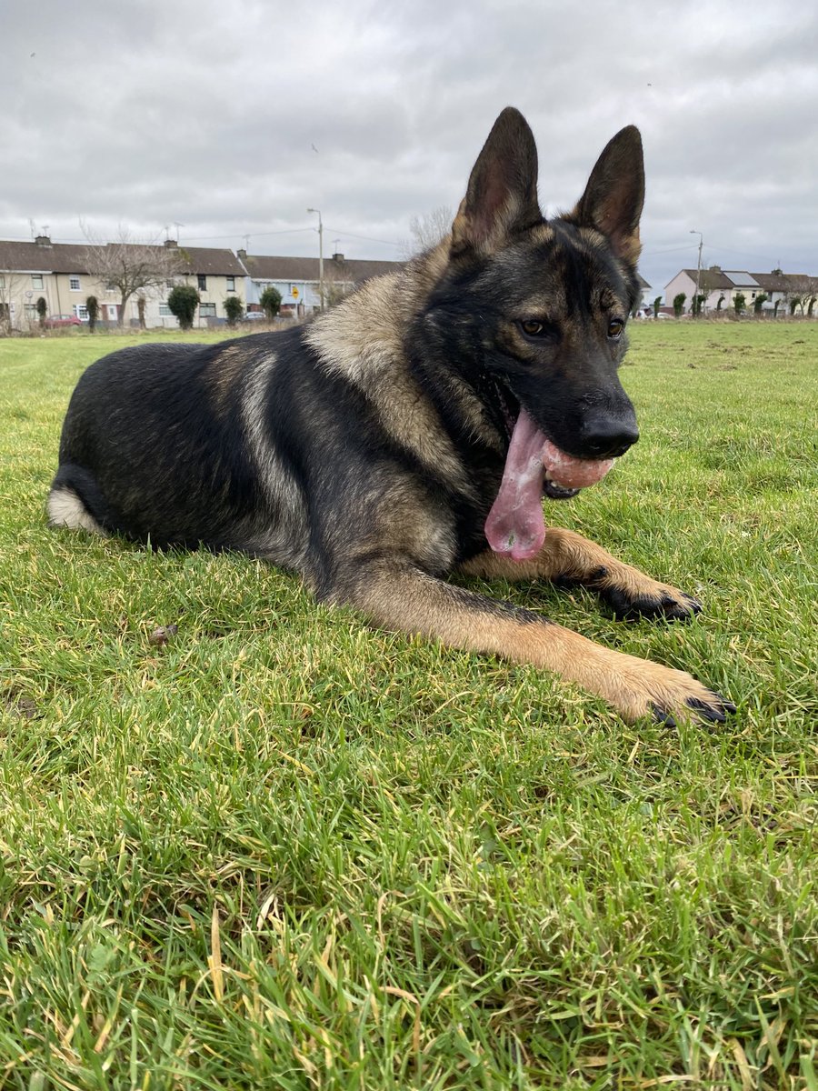 BernardVerbeek's tweet photo. Brucey & Jack out and about. 🎾☺️ #gsd #germanshepherd #gsddad #germanshepherddad #dogsoftwitter #dogsontwitter #dogsarelove #doglife #dogdad #gsdlover #dogsarefamily #gsdireland #germanshepherdireland #germanshepherdpuppies #gsdpuppies https://t.co/XItWEf8YY2