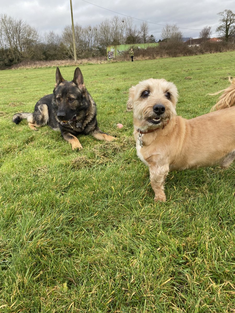 BernardVerbeek's tweet photo. Brucey & Jack out and about. 🎾☺️ #gsd #germanshepherd #gsddad #germanshepherddad #dogsoftwitter #dogsontwitter #dogsarelove #doglife #dogdad #gsdlover #dogsarefamily #gsdireland #germanshepherdireland #germanshepherdpuppies #gsdpuppies https://t.co/XItWEf8YY2