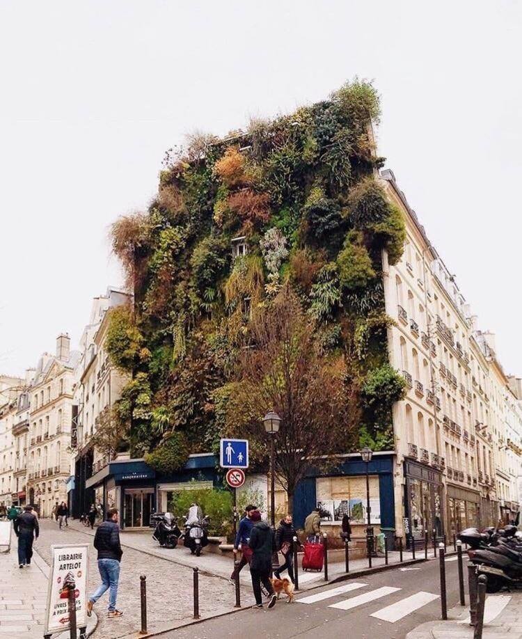 edwereddie's tweet photo. French botanist Patrick Blanc's creation in Paris is a  5 story block w over 7,600 plants. The block serves as an ode to biodiversity&amp;is impressive.Majell del Castillo's photograph,captured on behalf of Small Giants Developments,showcases the beautiful foliage in all its glory. https://t.co/a6PJqfOosz