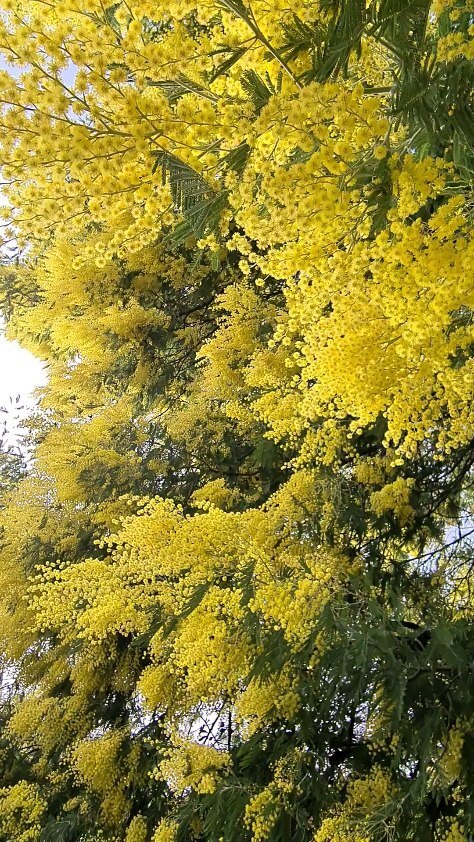 jotabese76's tweet photo. Sounds of Nature / Sonidos de la Naturaleza
#asmr #nature #naturaleza #spain #spain #caceres #mimosa #bees #abejas #water #agua https://t.co/YMALJj8EID https://t.co/m2LDd9OCcG