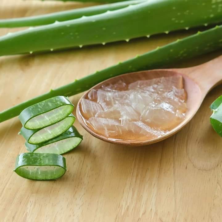 javier_terere's tweet photo. La sábila (ALOE VERA) nos ofrece muchos beneficios para la salud, mediante su uso externo o su consumo, algunos de ellos son: https://t.co/NmAu2JDxxD