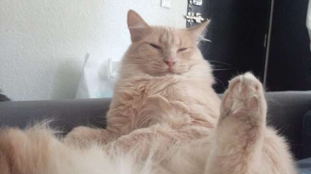 En adopción: Mielino - adoptame.com.mx/adopcion/masco…