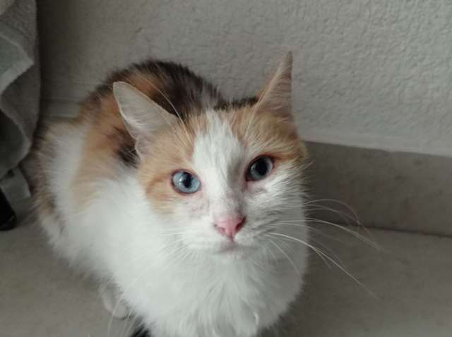 En adopción: Amor - adoptame.com.mx/adopcion/masco…