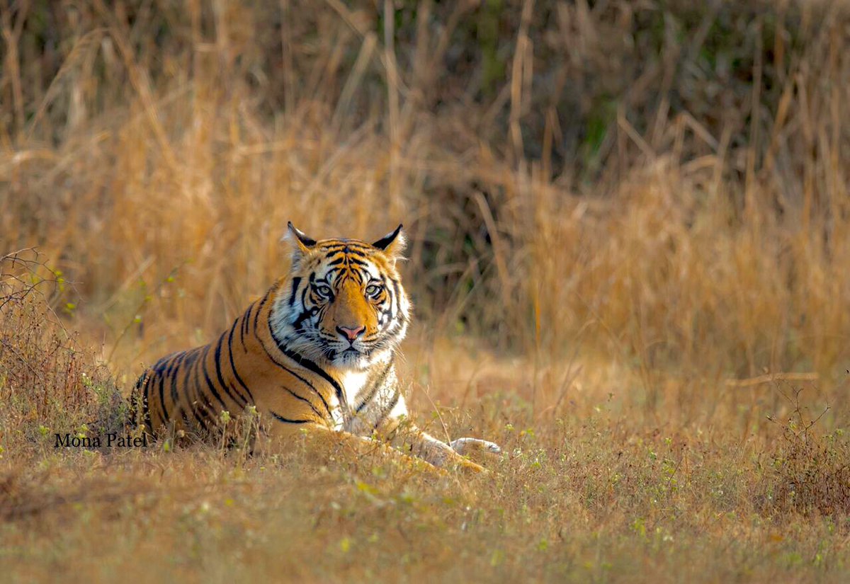 The Royals of Bandhavgarh National Park 🐅 One of the best places to witness the exotic and diverse speciecs of flora and fauna both 🌳

#DekhoApnaDesh #IncredibleIndia #BBCWildlifePOTD #ThePhotoHour #Bandhavghar 🐅 #natgeoindia