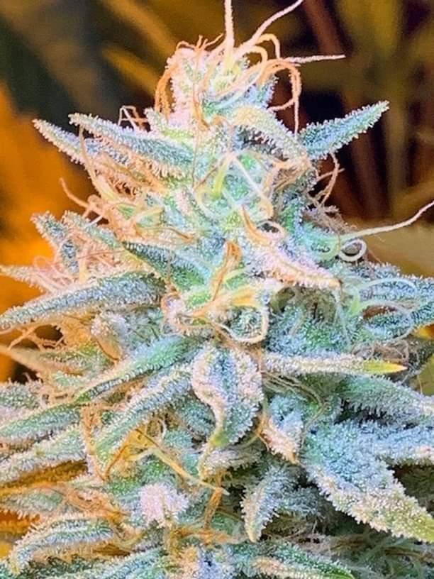 47th_Parallel_'s tweet image. Coke Skunk F2 being grown by a good friend of ours! They frost up nicely 😁

#Mmemberville #Weedmob #WeedLife #WeedLovers #cannabisgrower #cannabis #mmj #420community #420Life #frosty #47thparallel