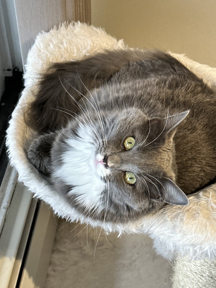 MinimeJer05's tweet photo. One year ago today, I adopted this little bundle of joy. Murphy has gotten me through more obstacles in life than he’ll ever know and I’ll continue to be the best dad I can to repay him. #catboxsunday #MurphMan https://t.co/LvGHwHCF2u