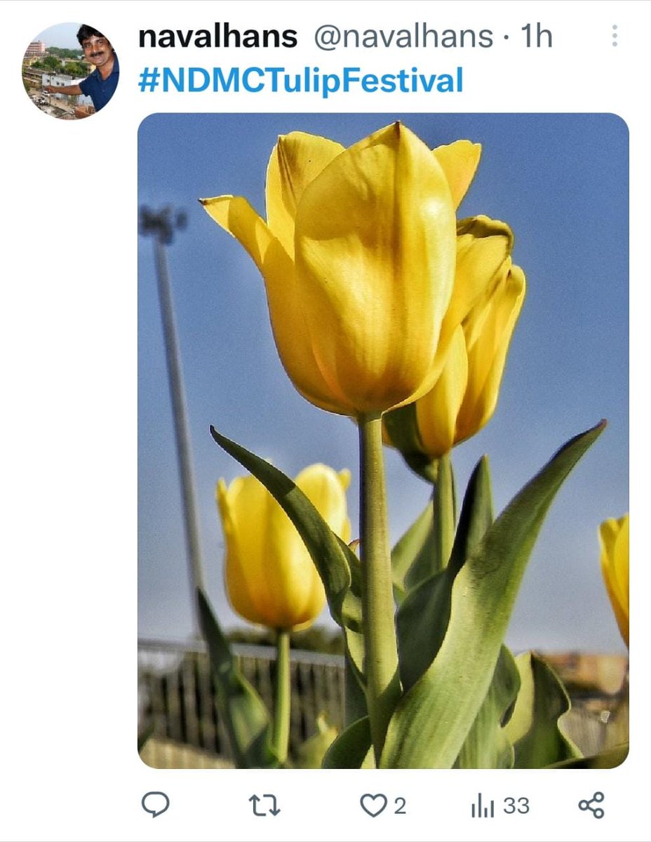 #NDMCTulipFestival