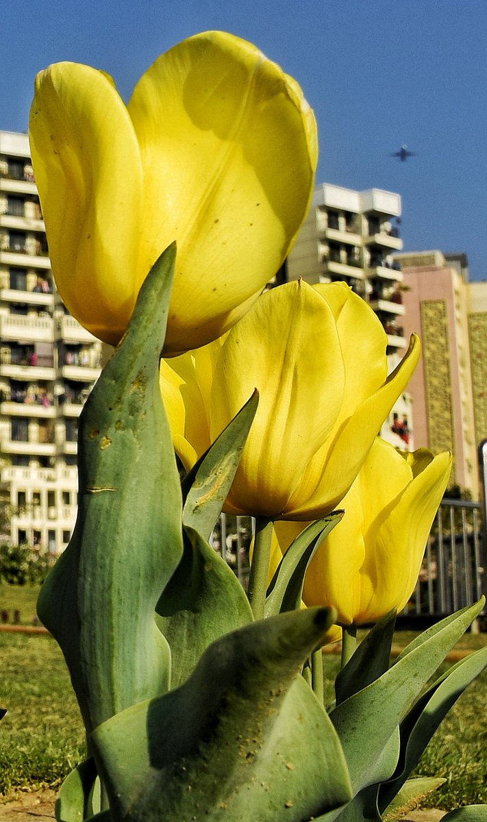 #NDMCTulipFestival