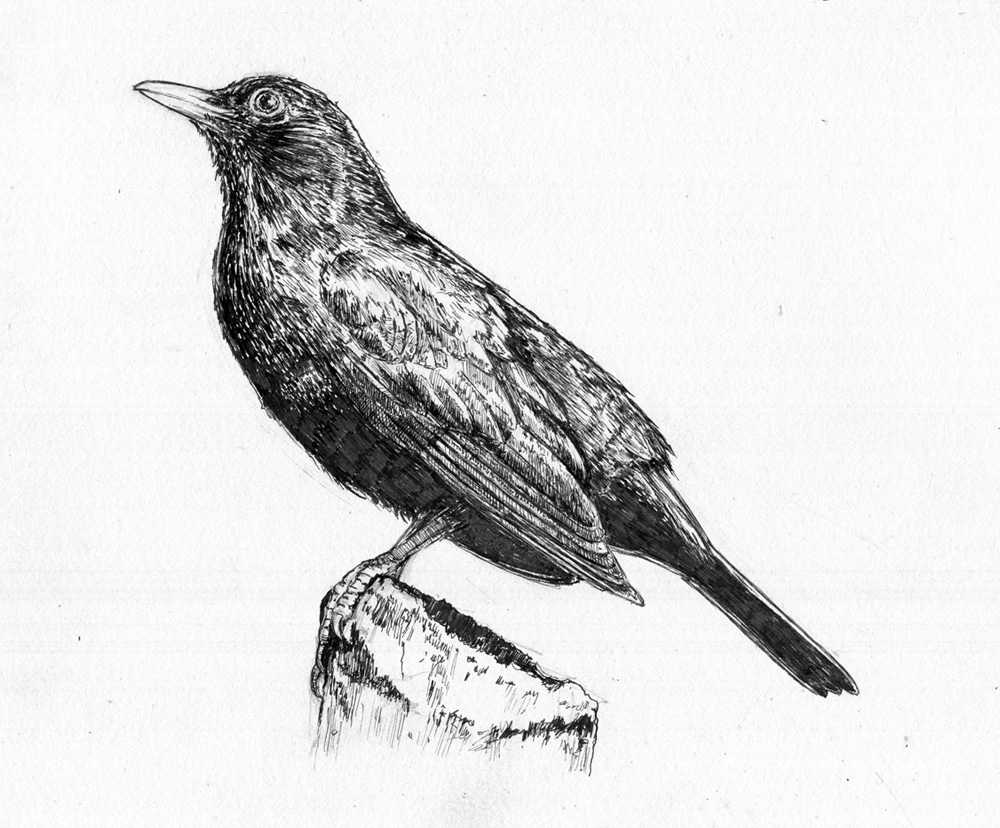 Here's a ink pen drawing of a blackbird I did, I love these little guys hopping about in the garden :-) #art #birds #birding  #artist #drawing #winter #INK #sundayvibes
