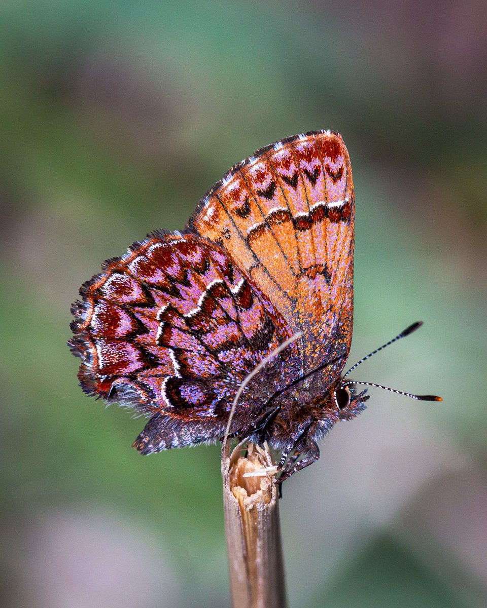 Western Pine Elfin (Calophrys eryphon) are seen from mid-April into early July in/near Ponderosa Pine stands of the American West. Wingspan is 1.25" max (Pyle 2002). Common on the landscape. Visit a variety of wildflowers for nectar, males mudpuddle also. 🙂