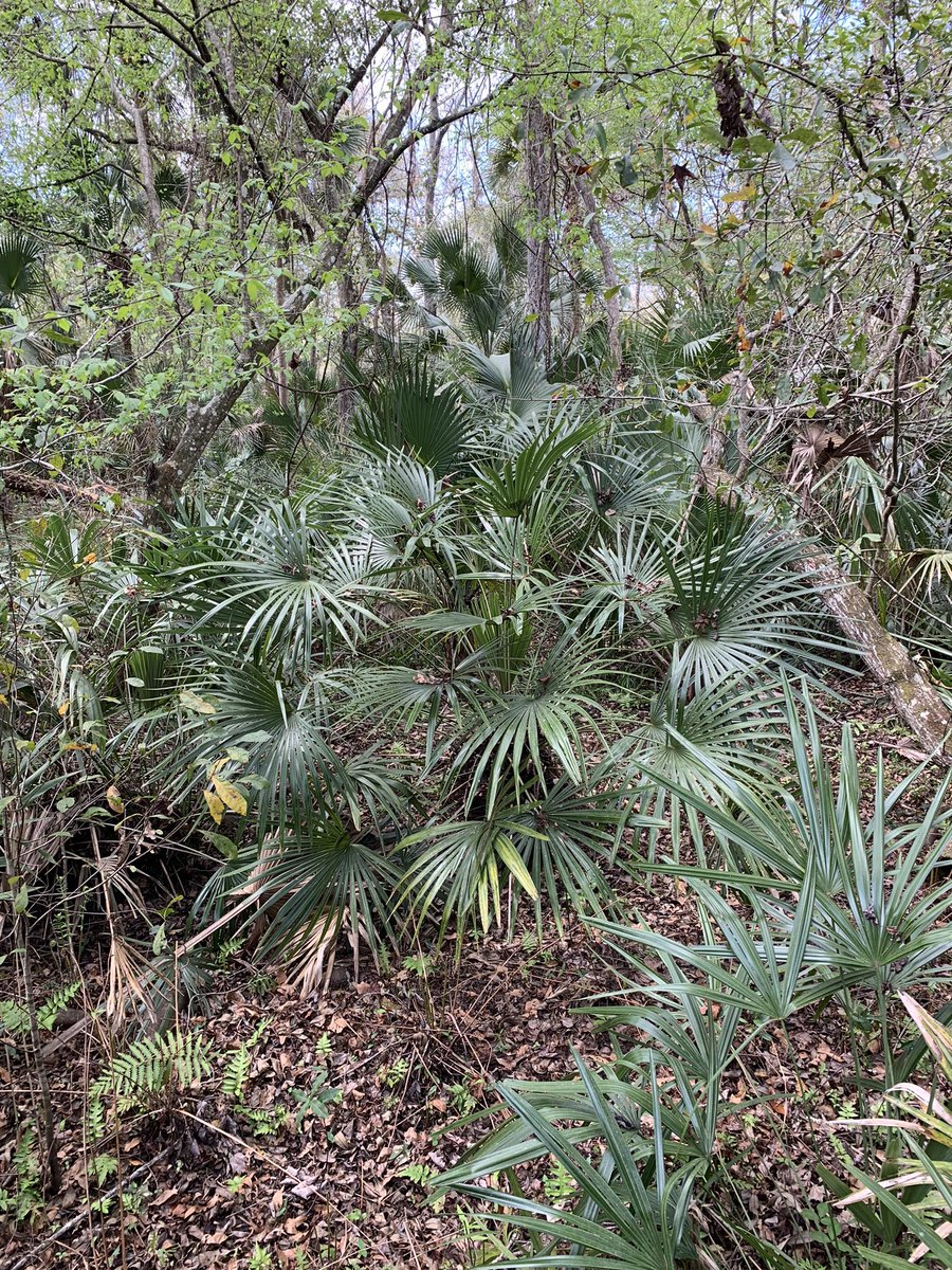 gardens_cypress's tweet image. Awesome Needle palms growing naturally at Wekiwa Springs State Park in Central Florida. #WekiwaSprings #CentralFlorida #FloridaStateParks #RealFlorida #NeedlePalm #Rhapidophyllum