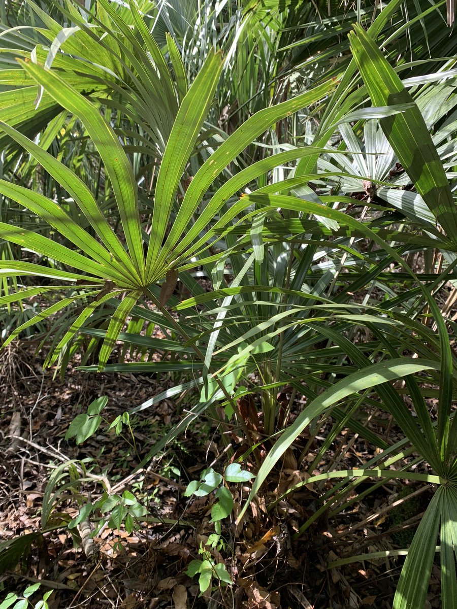 gardens_cypress's tweet image. Awesome Needle palms growing naturally at Wekiwa Springs State Park in Central Florida. #WekiwaSprings #CentralFlorida #FloridaStateParks #RealFlorida #NeedlePalm #Rhapidophyllum
