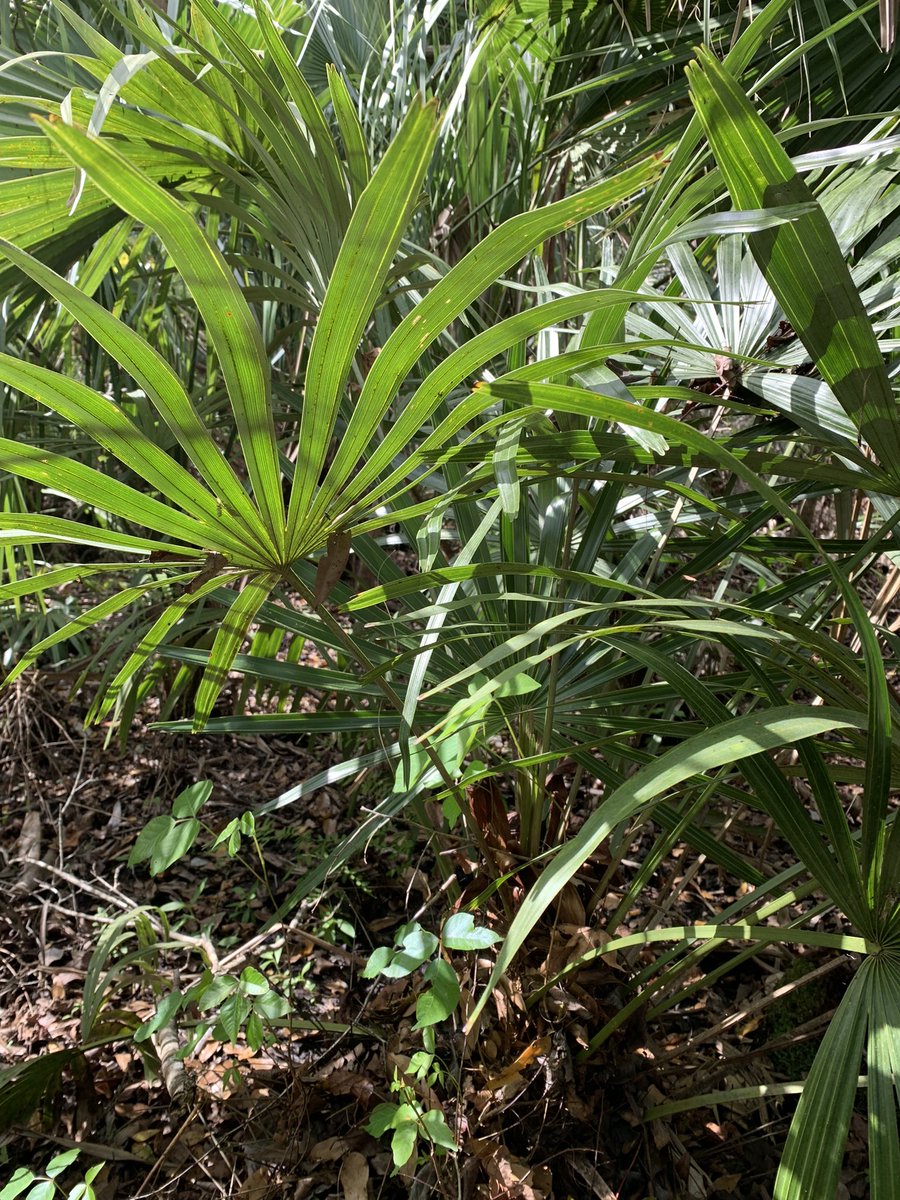 Awesome Needle palms growing naturally at Wekiwa Springs State Park in Central Florida. #WekiwaSprings #CentralFlorida #FloridaStateParks #RealFlorida #NeedlePalm #Rhapidophyllum