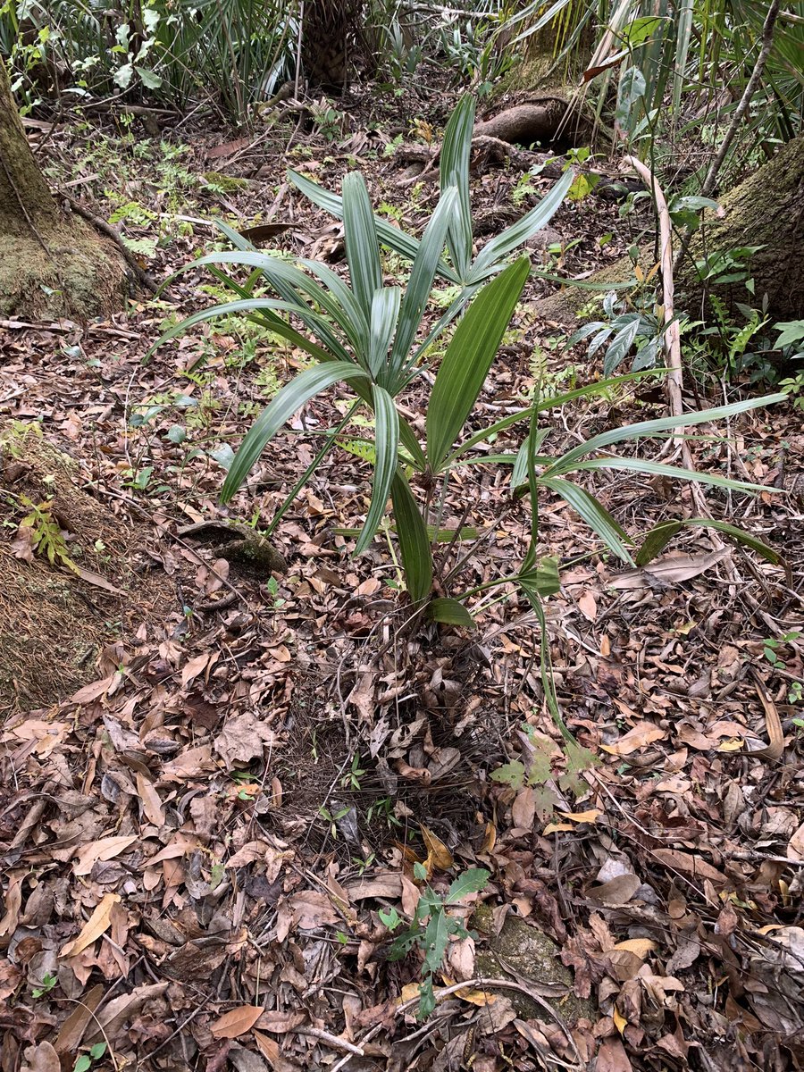 gardens_cypress's tweet image. Awesome Needle palms growing naturally at Wekiwa Springs State Park in Central Florida. #WekiwaSprings #CentralFlorida #FloridaStateParks #RealFlorida #NeedlePalm #Rhapidophyllum