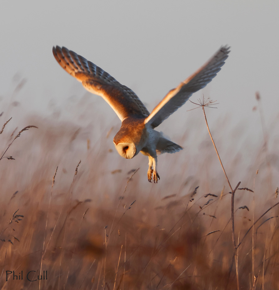 Barn Owl in the Golden Hour this evening ~ Cotswolds #GlosBirds