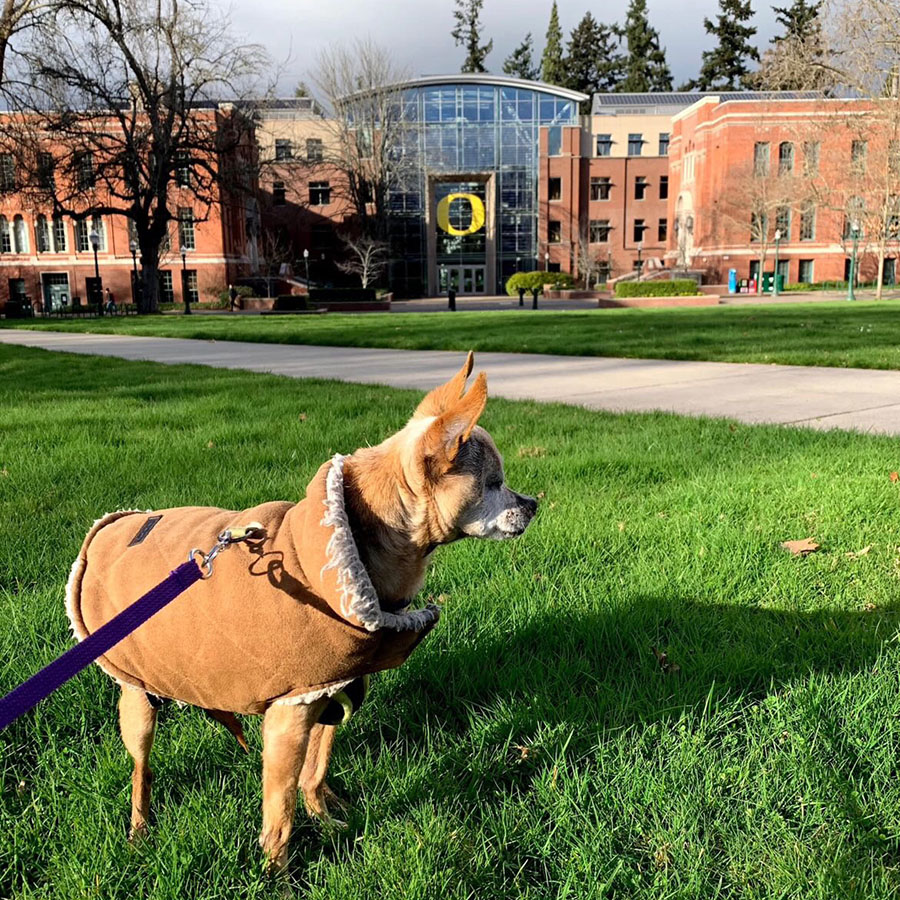 uoregon's tweet photo. Duck spirit is fur real. #UOdogs 🐶💚💛 https://t.co/lJhjtDVwaU