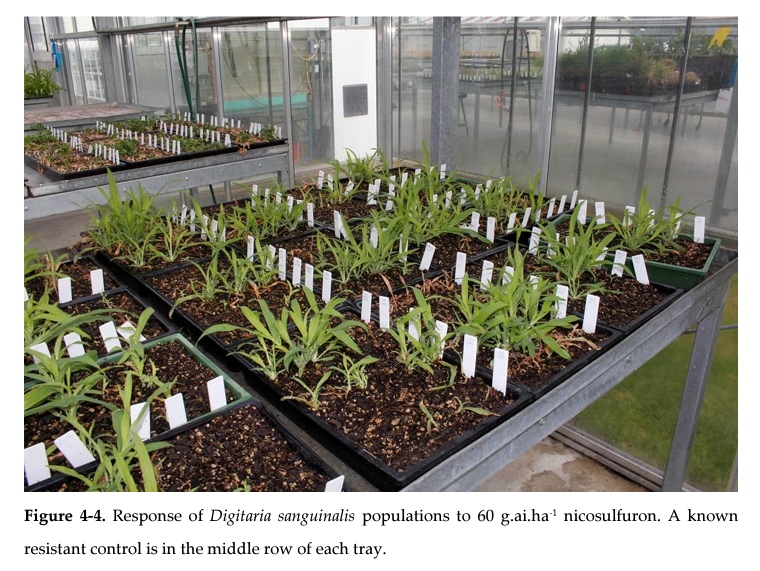 New #OpenAccess Master of Sciences from #WaikatoUni: 

Herbicide resistant weeds in maize in New Zealand: A survey for herbicide resistant weeds in the Bay of Plenty and Waikato by 
<a href="/zacharyngow/">Zachary Ngow 魏霆鋒</a>

[hdl.handle.net/10289/15112]

[#Herbicide #Maize #weeds #resistant]