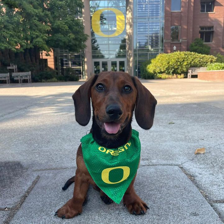 uoregon's tweet photo. Duck spirit is fur real. #UOdogs 🐶💚💛 https://t.co/lJhjtDVwaU
