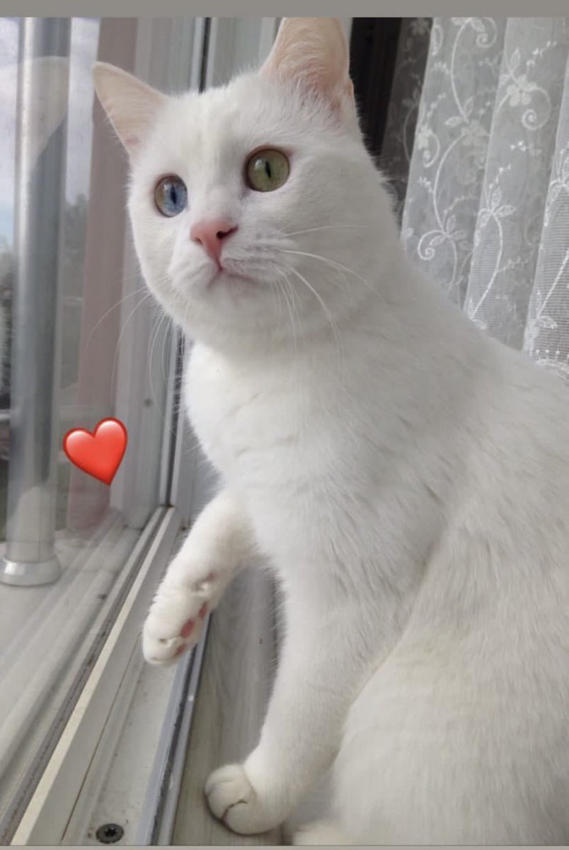 KAYIP ADIYAMAN/MERKEZ Insta DM: @ahsentapan Sütlaçı hala bulamadım.Deprem esnasında evden kaçtığını düşünüyoruz. Çipi var. Bir gözü mavi bir gözü yeşil Van kedisi. Zayıflamış olabilir fotoğrafa göre.
#ADIYAMAN/MERKEZ yeni mahalle 3.çevre yolu üzeri prestij sitesi 🆘