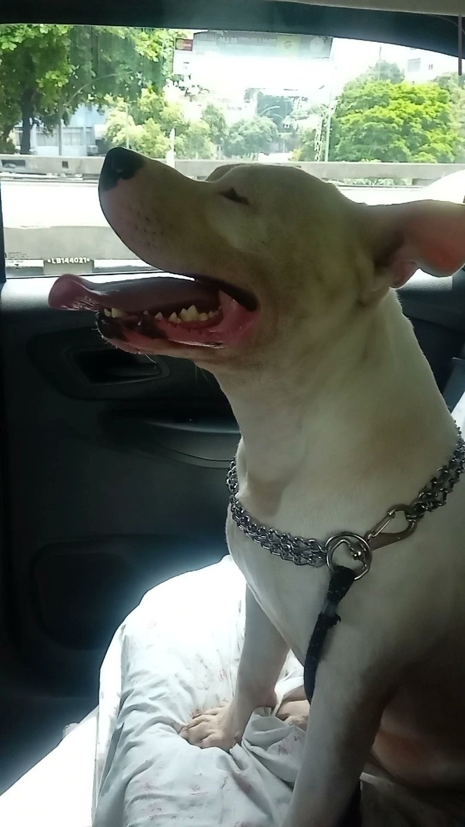 Dra_Dercy's tweet photo. Hoje dei um rolezinho com o afilhado até Copacabana, ele já estava com saudades, ganhei muitos lambeijos ♥️ dinda ama🐶 #leonardo #PitLeonardo #afilhado https://t.co/Fo1dldUsC3