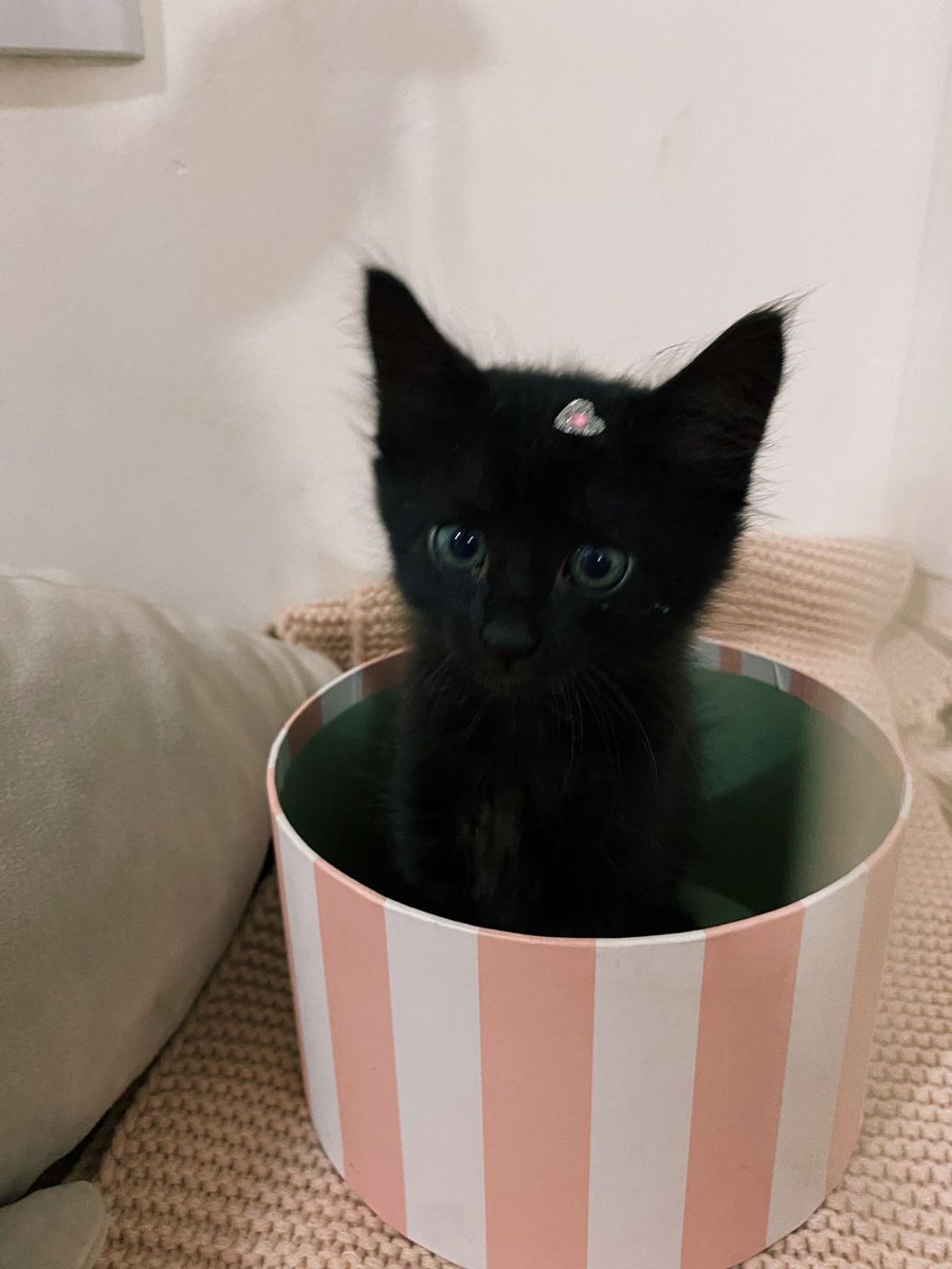 2 nenéns (irmãos) disponíveis pra adoção conjunta 🥰
🧡= Macho
🖤= Fêmea 

Ajuda a compartilhar e a chegar em alguém q precise dessas figurinhas pra alegrar a vida 😄
Obs. Estão em São Paulo (capital)

#adote #cats #kittens