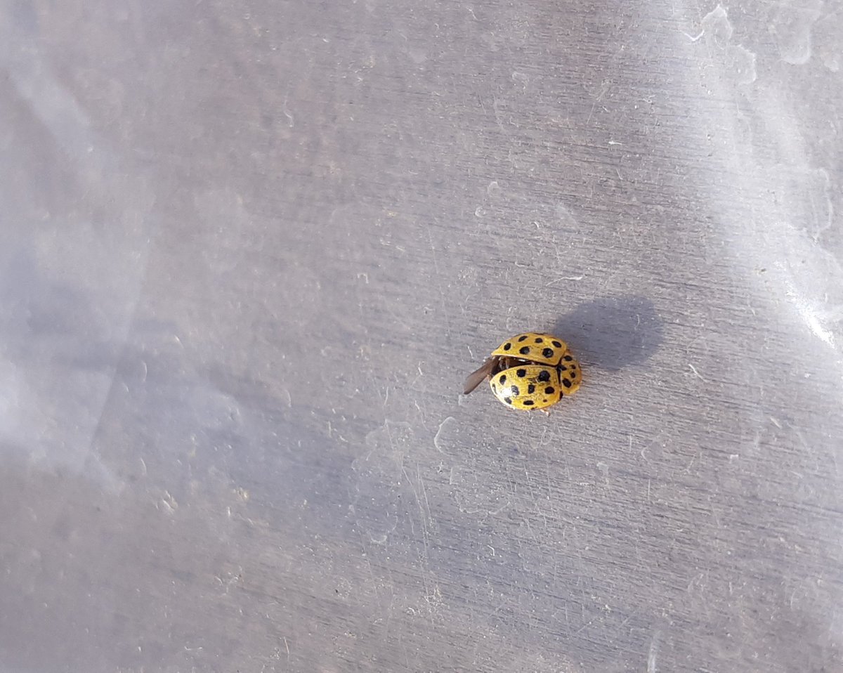 @vc40ladybirds No worries. Found the first 22-spot ladybird of this year here in France. Unfortunately we had a lot of frosty days lately and it didn't survive.