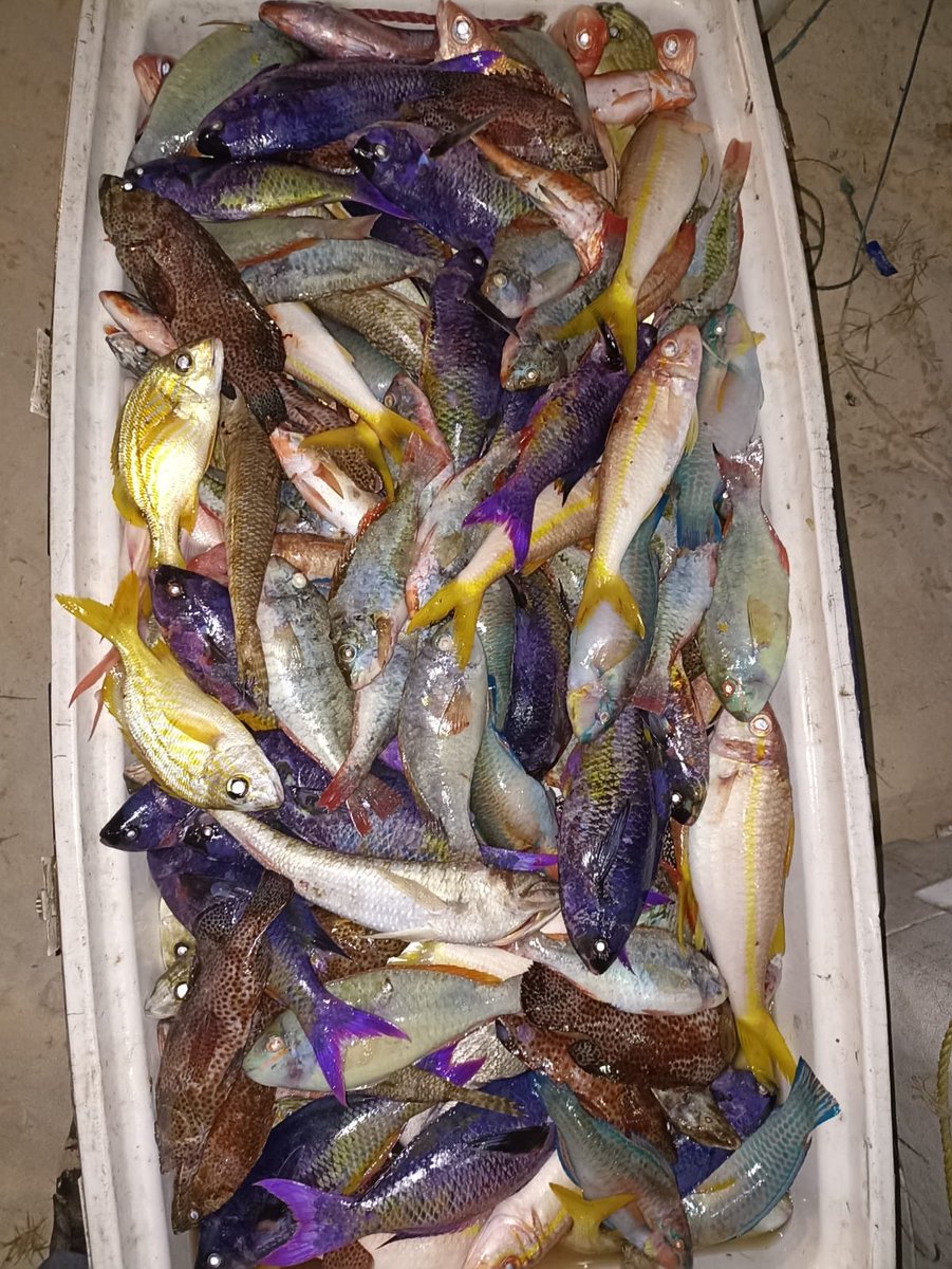 En el área de la Bahía de Pedernale logramos detener 2 embarcación con 5 tripulantes, 5 nevera,y tres de ellas estaban casi llena,dos paños de chinchorro de aproximadamente 200 brazas cada uno.los tripulantes sometido a la justicia,desde ⁦<a href="/ambienterd/">Ministerio de Medio Ambiente RD</a>⁩ seremos implacables!