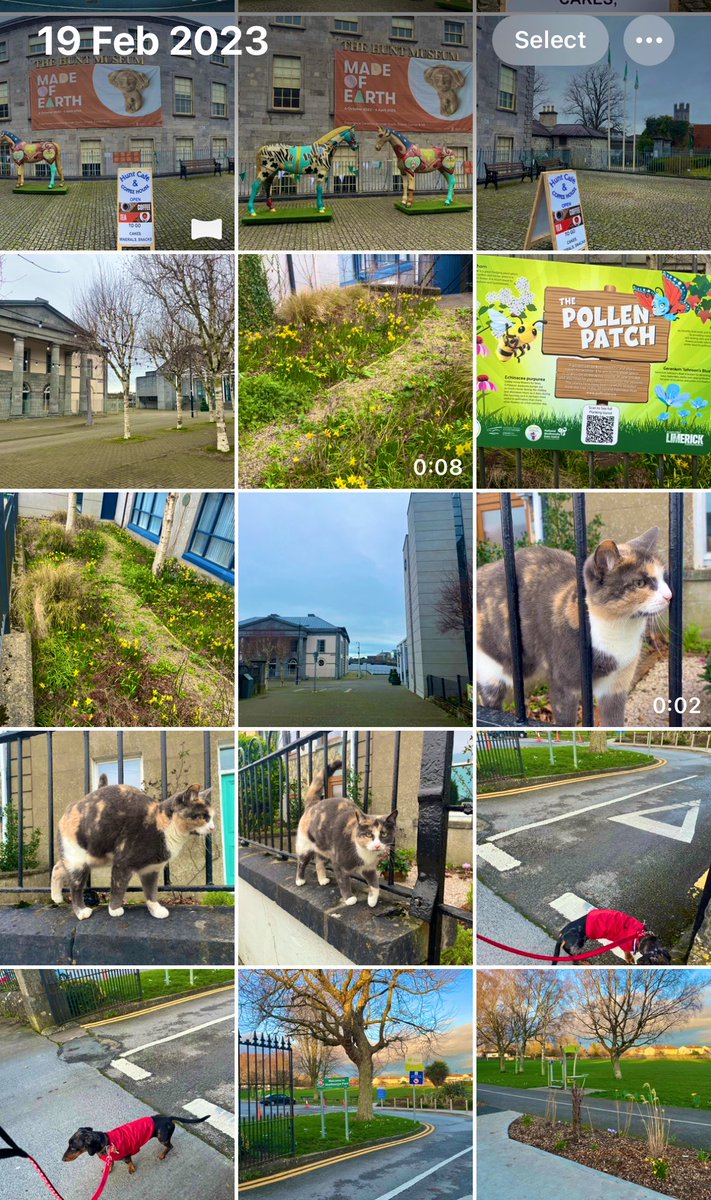 Limerick Ryan tweet media