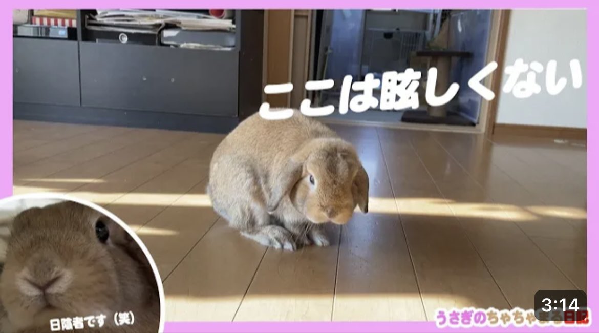 日向を避けて行動するウサギ!!うさぎのちゃちゃまる日記＠477 youtu.be/bJuz2O2bfr8 <a href="/YouTube/">YouTube</a>より
おはようございます😊YouTube更新しましたので、よろしければご視聴、チャンネル登録よろしくお願い致します🙇🏻‍♀️