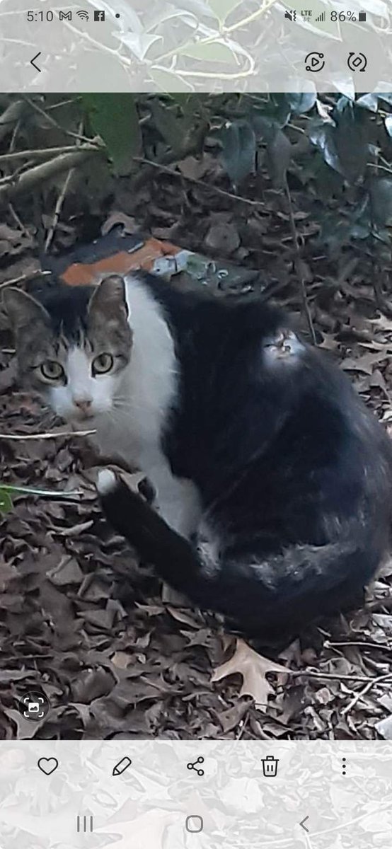 This is Tippy he's a neutered feral cat who's been in this area at least oh I guess 4 or 5 years. It looks like he has hurt himself so it looks like I'm going to have to trap him and take him in for an antibiotic shot. Bless him he is a great cat