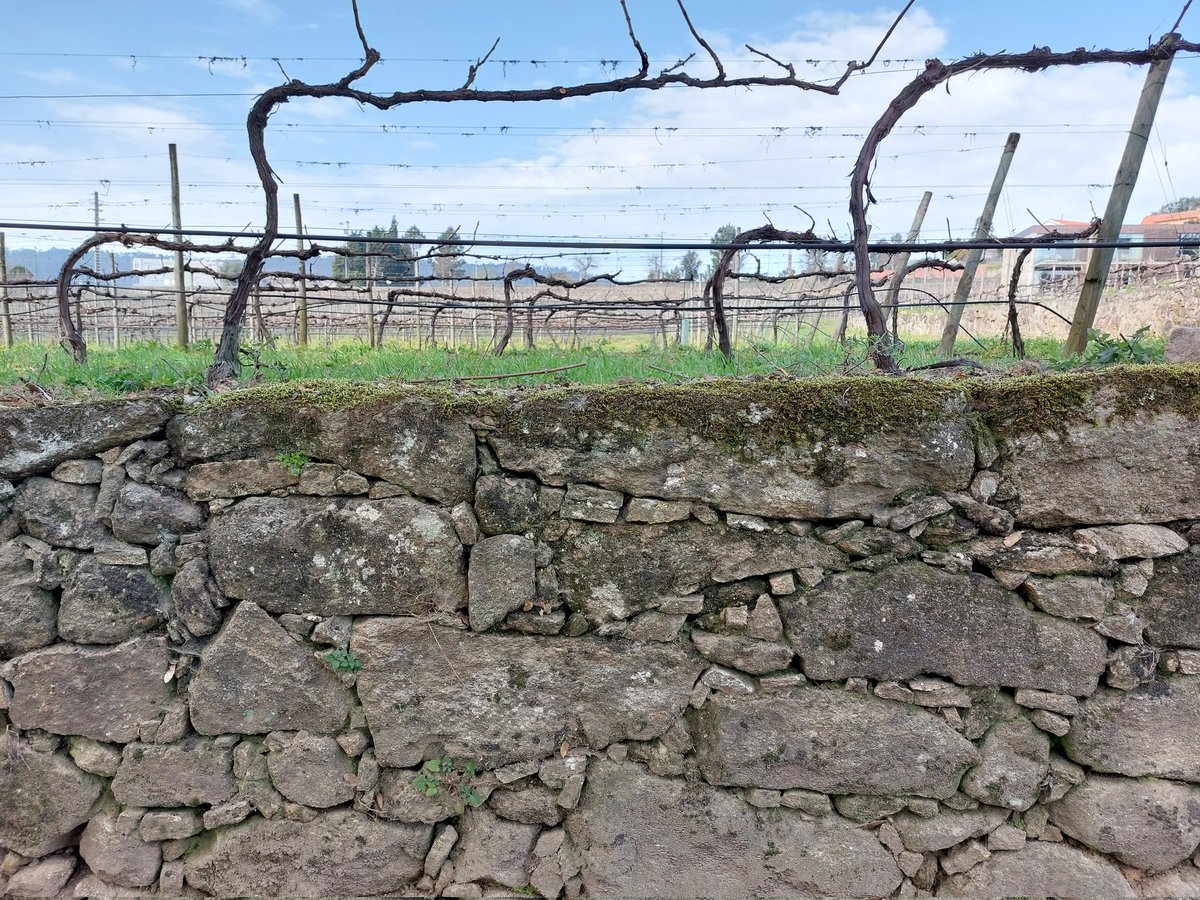 Granite. The secret sauce to Vinho Verde/Minho. Fertile topsoil and rain lend the wines bright treble, but underlying well-draining granite provides the bass. The region's serious bottlings go toe-to-toe with the finest aromatic whites from anywhere. #VinhoVerde #PortugueseWine