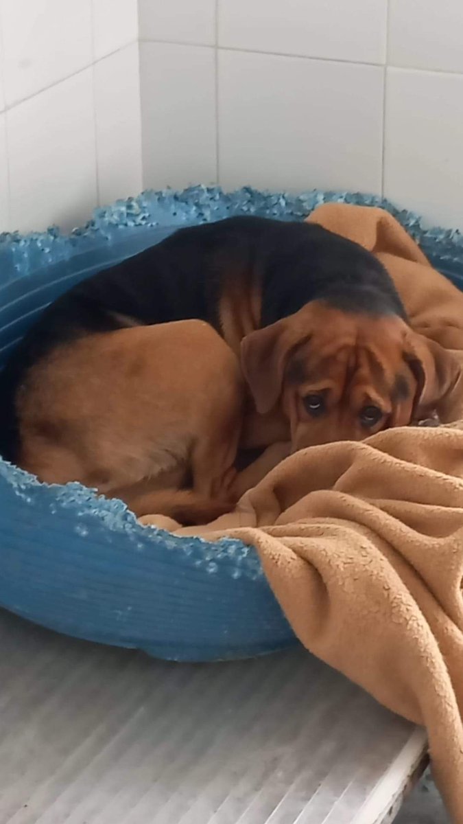 silvia mensegar tweet media