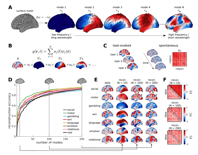 👇 Geometric constraints on human brain function | #bioRxiv biorxiv.org/content/10.110…