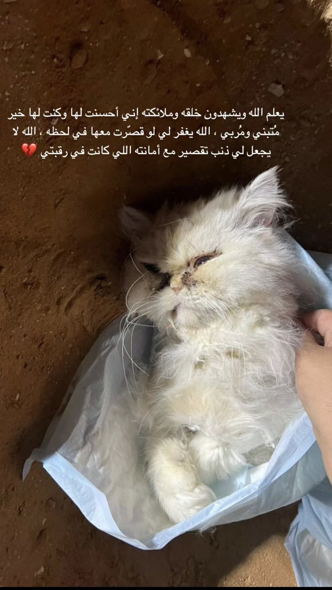 مَيساء | Miysa tweet media