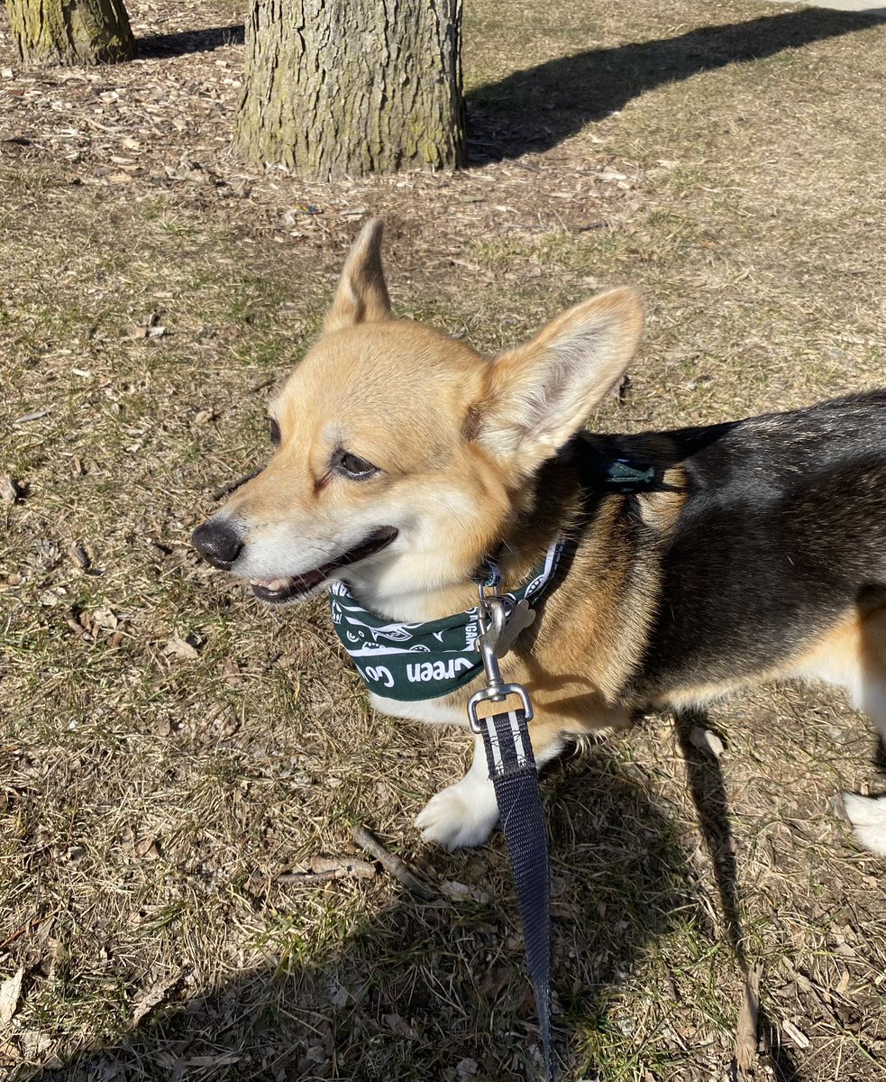 Juno supporting the Green &amp; White!! ##SpartanStrong