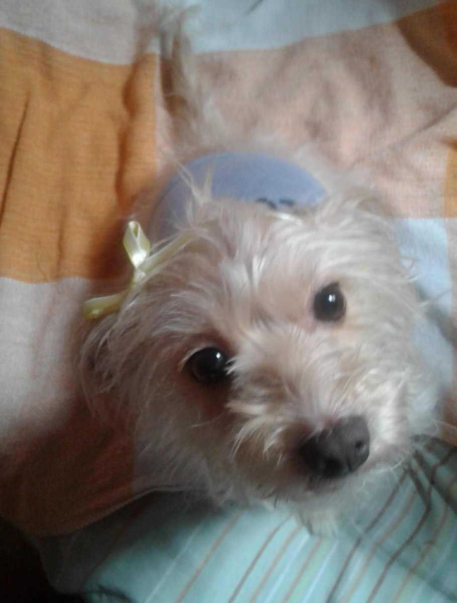 LeLeticiaRamos_'s tweet photo. 💖Camily Amei 🐩
#Cães #Dogs #Dogder https://t.co/PApJ1poUfN