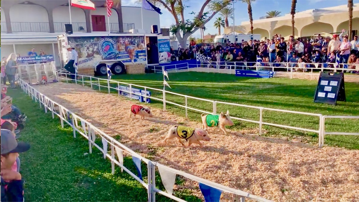 DateFest's tweet photo. Ready, Set, GO PIGS! At the Riverside Fair & National Date Festival. Find out more: https://t.co/brrujDe0fk #itsadate #riversidecounty #indio #countyfair #datefest #riversidecountyfairgrounds #riversidecountyandnationaldatefestival https://t.co/wLsDPpufVQ