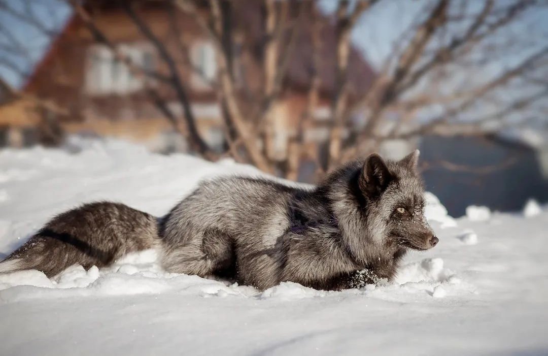 Grey coat

#dailyfox