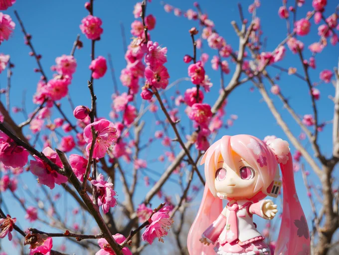 おはようございます。今朝はかなり暖かいです 春を感じますね(*^▽^*)写真は桜ミクさんと梅の花。桜ミクさん、梅と一緒でも似合いますね。今日もよろしくお願いします。 