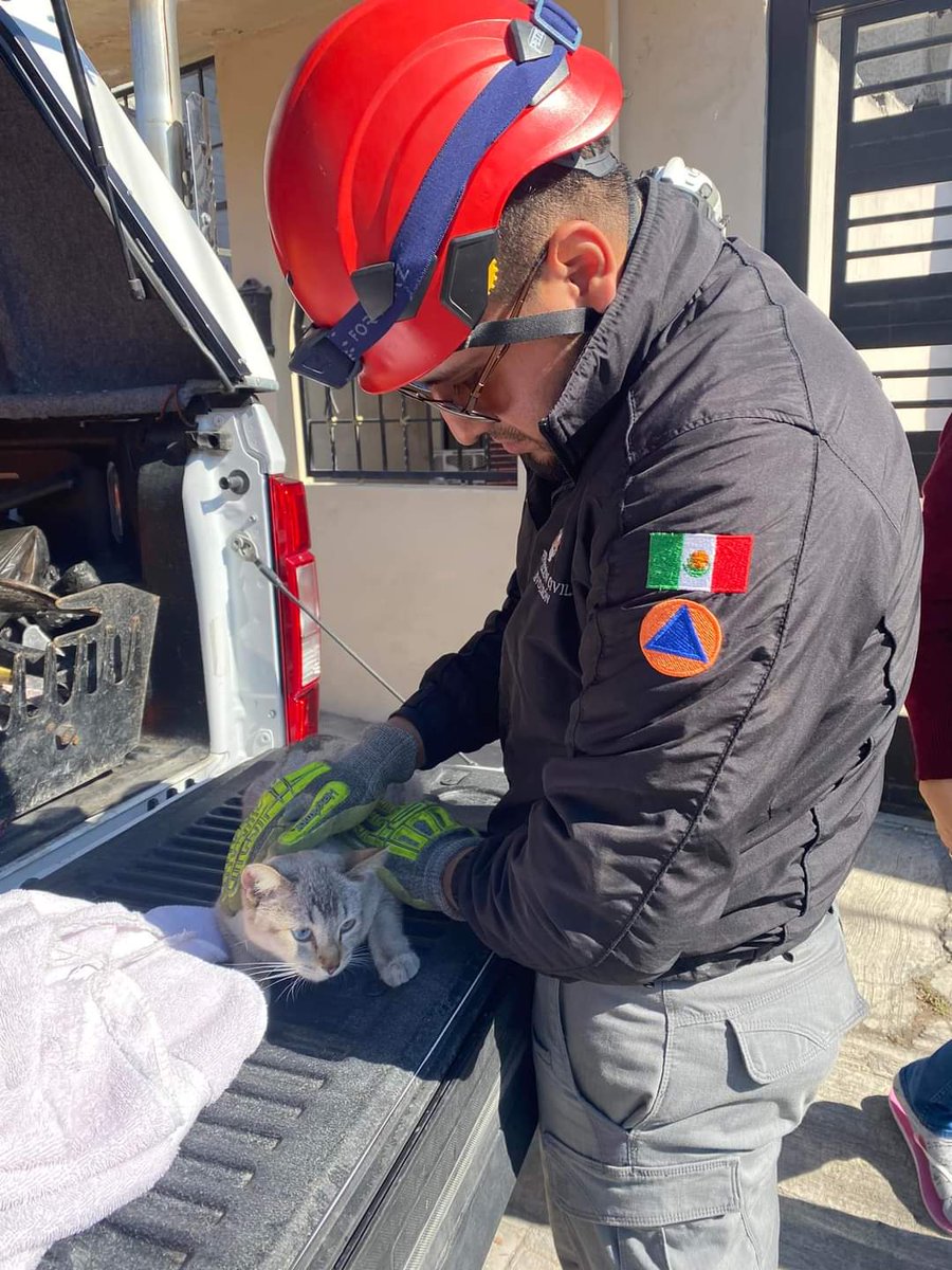 Acude <a href="/pc_mty/">Protección Civil Monterrey</a> a bajar a este gatito de un poste de luz en la avenida Pedro Infante en cumbres, según los vecinos tenía casi dos días ahí muy asustado, parece de casa porque está limpio y bien cuidado, estará bajo resguardo a ver si alguien lo  reconoce.