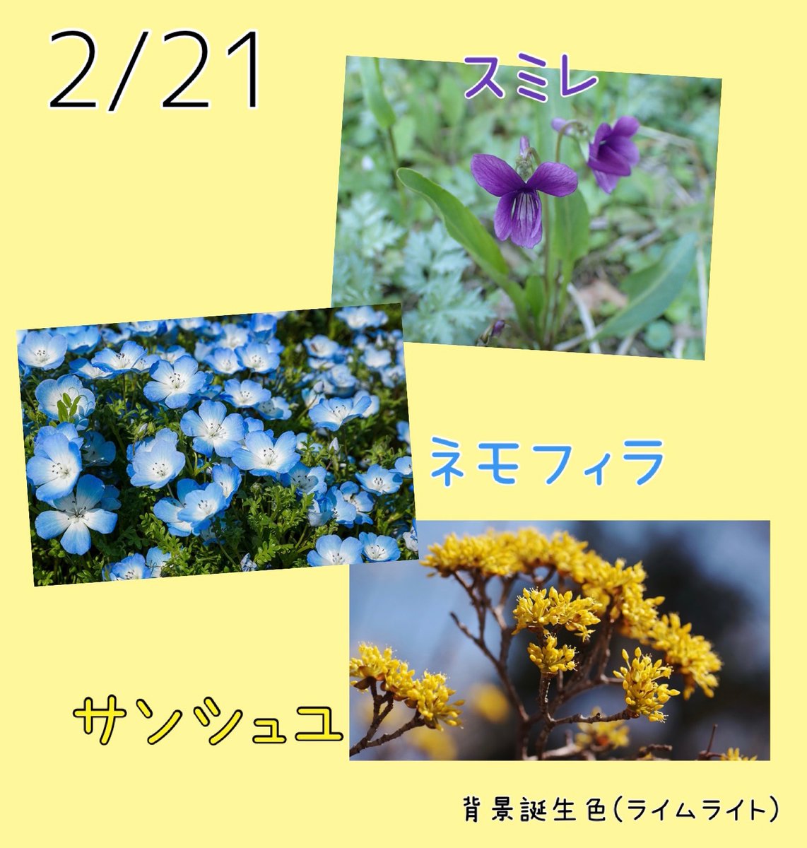 riru_0x0's tweet photo. 𝐺𝑜𝑜𝑑 𝑚𝑜𝑟𝑛𝑖𝑛𝑔︎ ☕️🍃
2/21の #誕生花 は
「スミレ」謙虚、誠実、小さな幸せ
「ネモフィラ」どこでも成功、可憐、あなたを許す
「サンシュユ」持続、耐久、気丈な愛

#誕生色 は「ライムライト」#FFF799
魅惑、個性、節度
強烈な個性と主張を持つ人 https://t.co/QmUedzCzDL