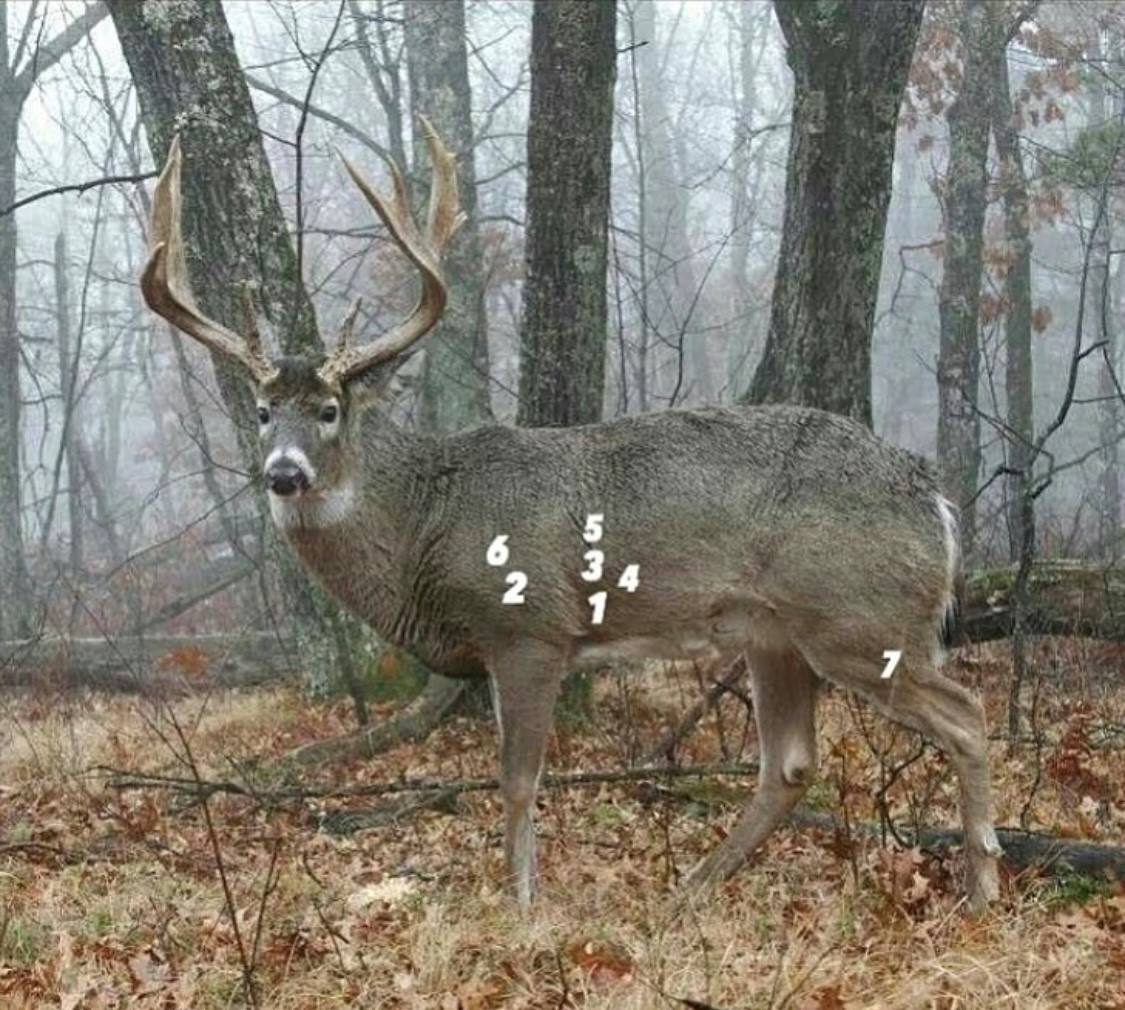 "Where would you aim?" - @huntingloyal

#hunting #deer #deerhunting #deerseason #deerhunter #whitetail #whitetailhunting #whitetailbuck #whitetailseason