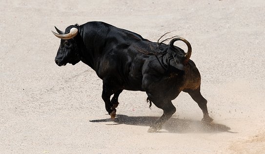 “One of the deadliest animals in nature, half a ton in weight, a terrible ornamental, indomitable character, power, muscle, speed, and genius.

A goring thrust of 4,000 kilos, capable of twisting a steel door, destroying a vehicle, and sending your net worth straight to new ATHs”