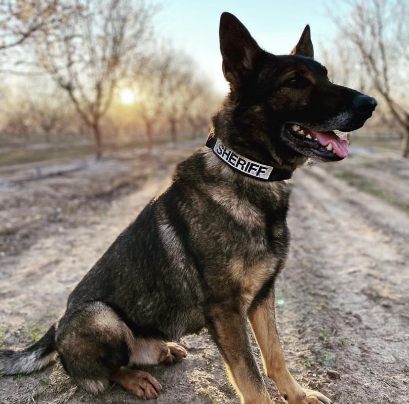 SJSheriff's tweet photo. Our hearts are heavy as we share that one of our own, San Joaquin County Sheriff's K9, Duke, was killed in the line of duty while apprehending a burglary suspect. The suspect is in custody. https://t.co/mn75ZssulO