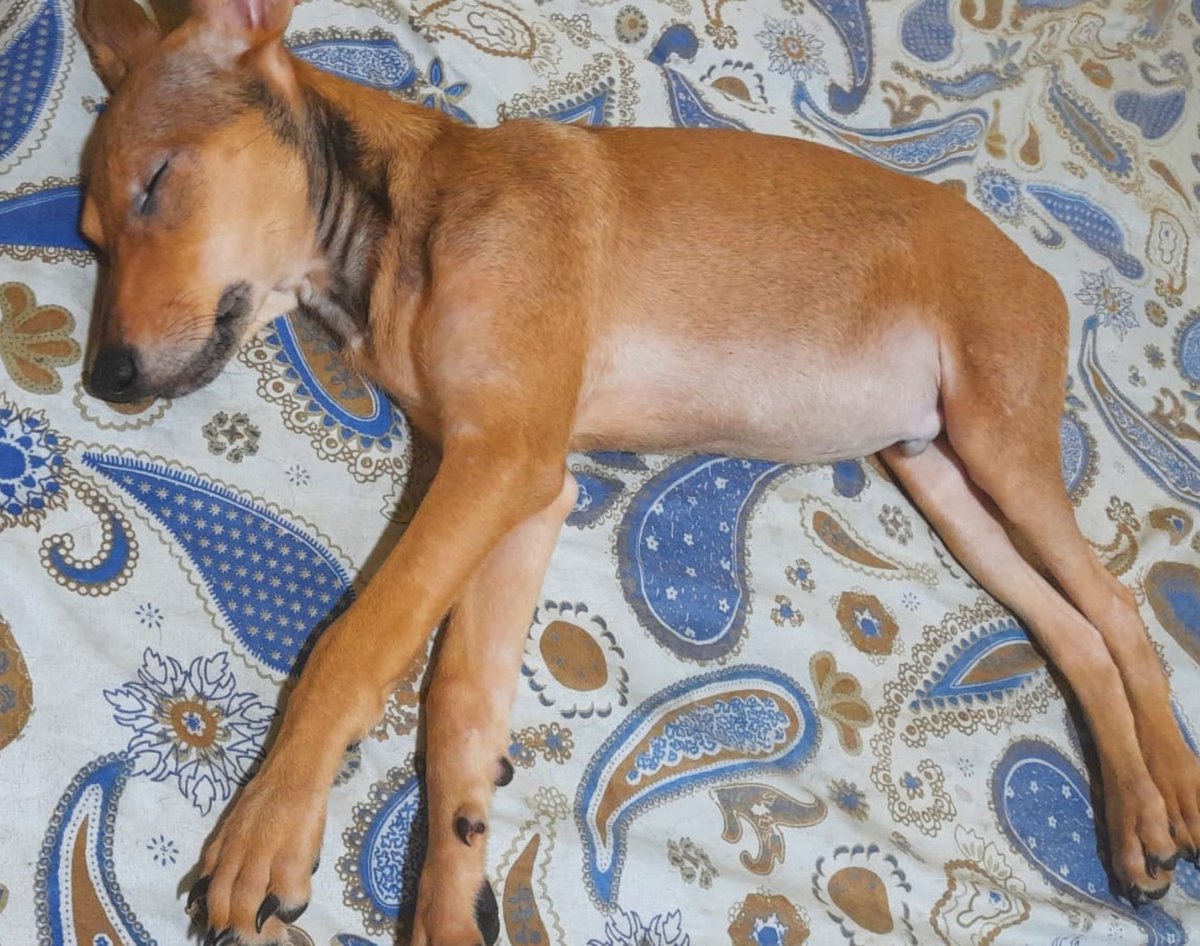 projetojpp's tweet photo. mais um dia puxado pra ele que é só um bebê. Tão indefeso né?! Com o remédio pra dor ele consegue relaxar um pouquinho, mas esse sofrimento tá acabando. Falta R$900 para alcançarmos a meta, vai dar certo, amanhã é um novo dia. Boa noite! https://t.co/EsfRXyIpRF