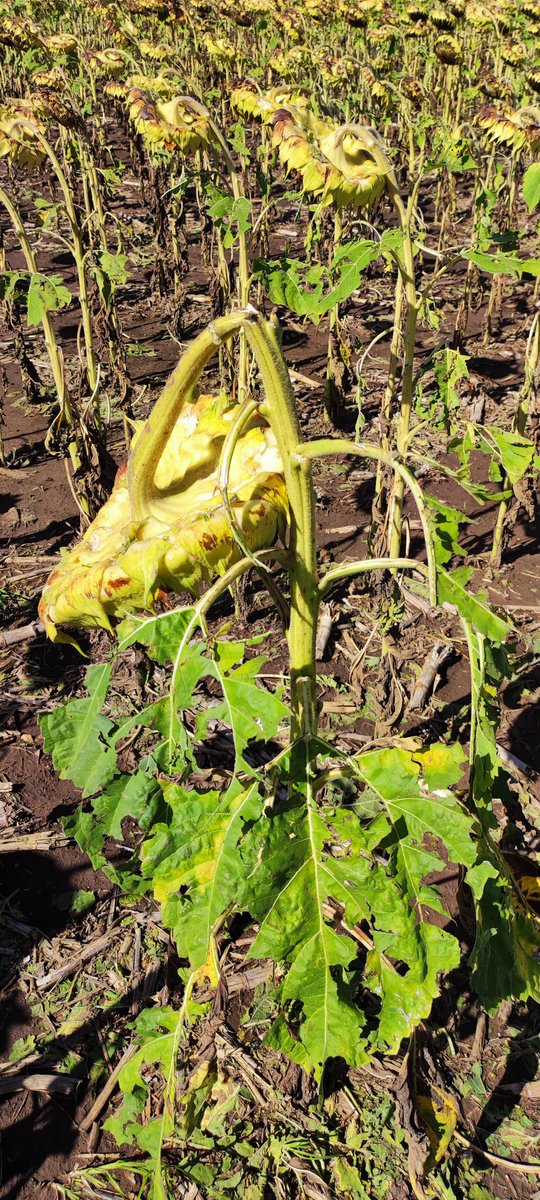 Flavio D Bertola tweet media